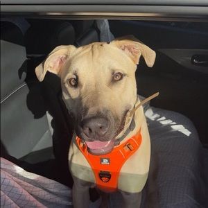 Meet your Posher, Angela